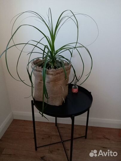 Продам цветы комнатные