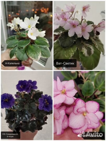 Укорененные листы мини фиалок