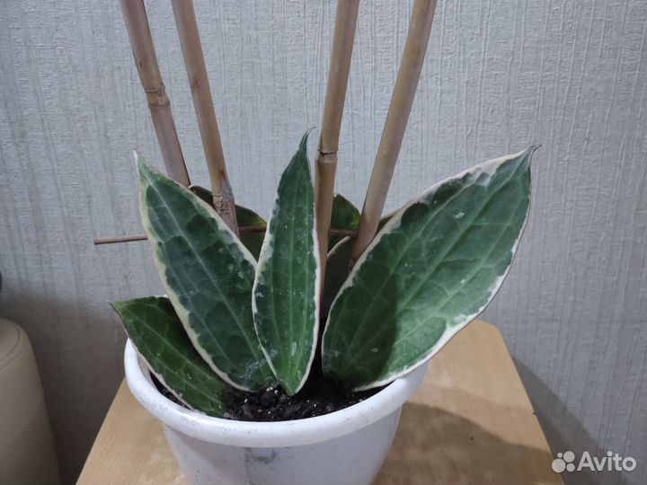 Хойя макрофилла