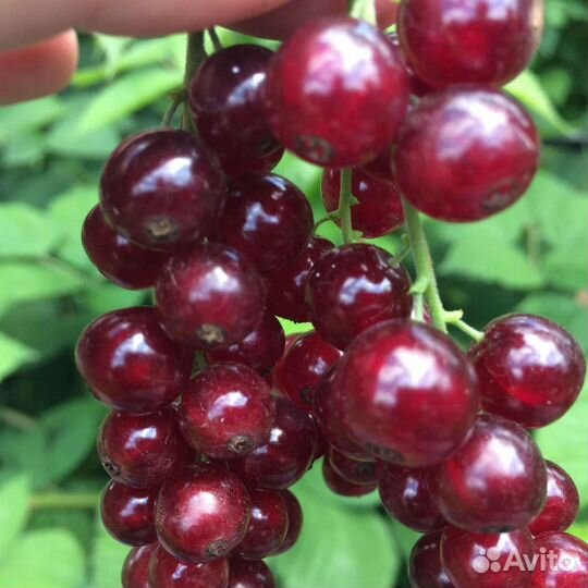 Саженцы красной смородины