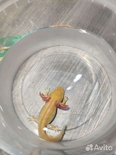 Золотой аксолотль Аквариумные животные в ассортим