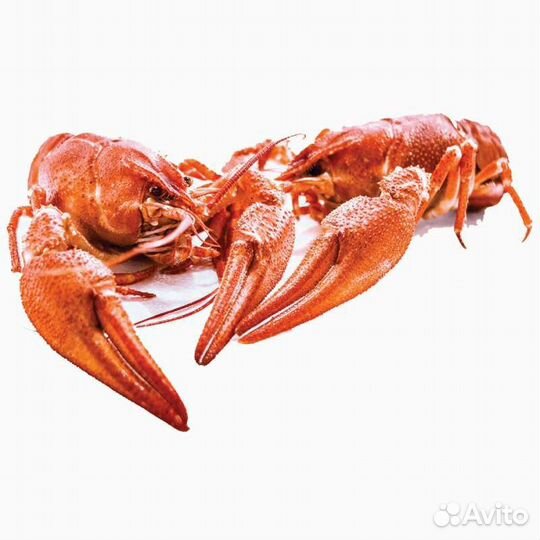Крупные Раки Дон, Волга живые вареные