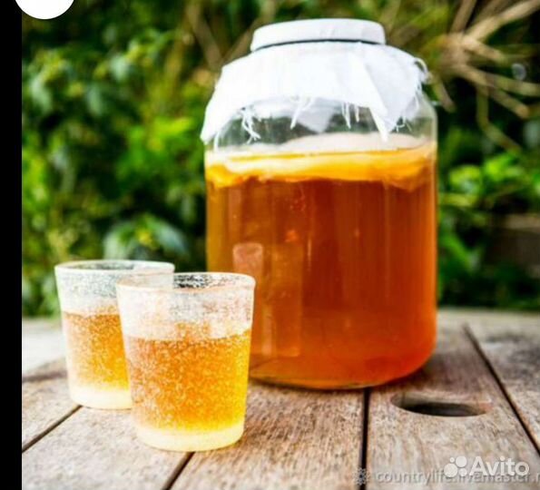 Комбуча чайный гриб