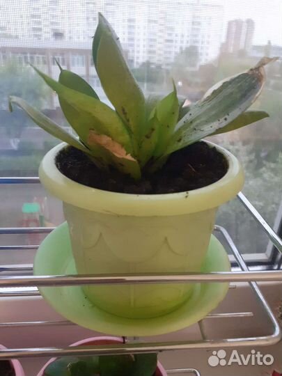 Щучий хвост