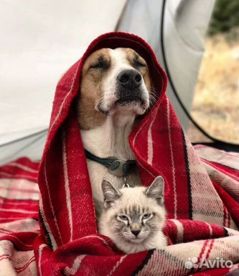 Гостиница для животных