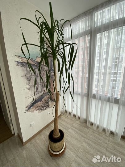 Бокарнея нолина