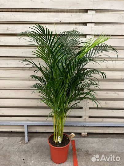 Пальма Арека H 150 см