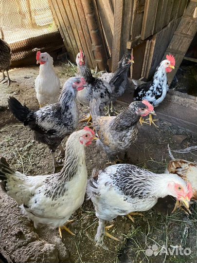 Молодые петухи