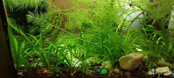 Теодоксус улитка а также растения