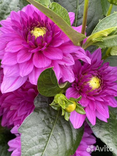 Многолетние цветы