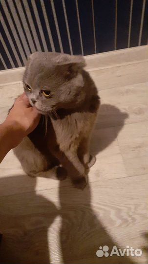 Шотландская вислоухая