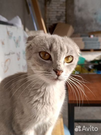 Шотландская вислоухая