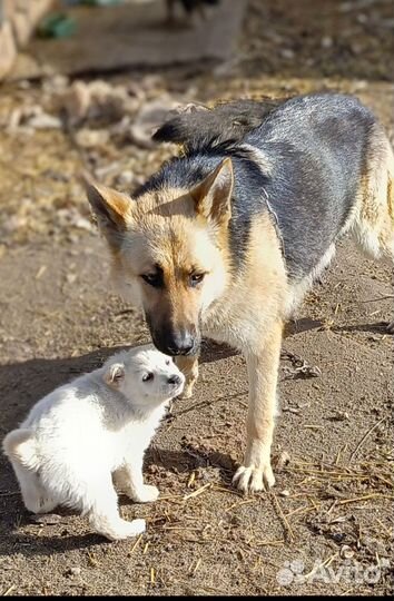 В дар щенки ищут добрые руки