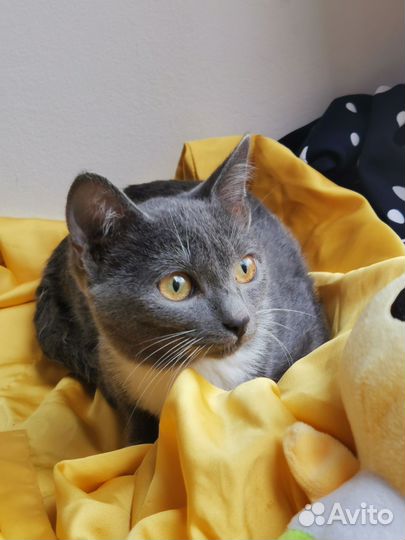 Кошечка котенок