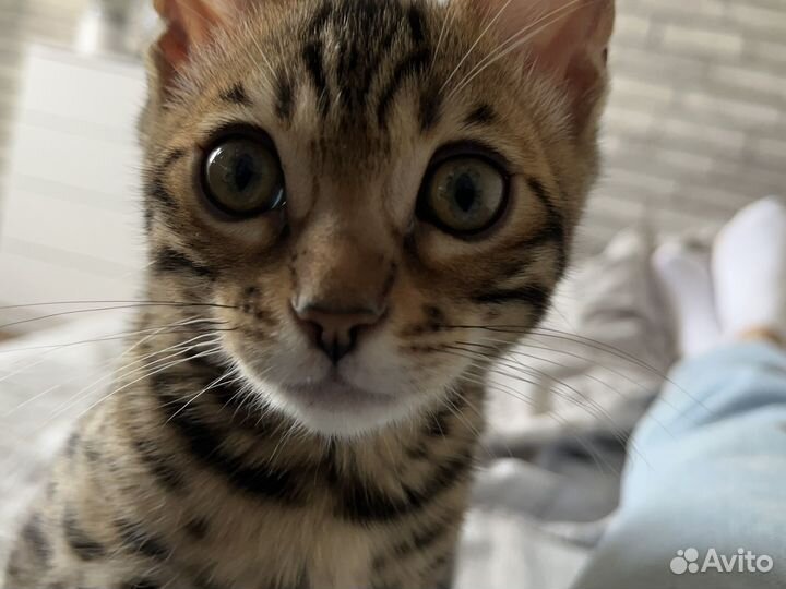 Бенгальский кот