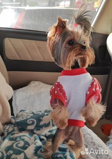 Йоркширский терьер мини девочка