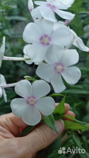 Флоксы метельчатые