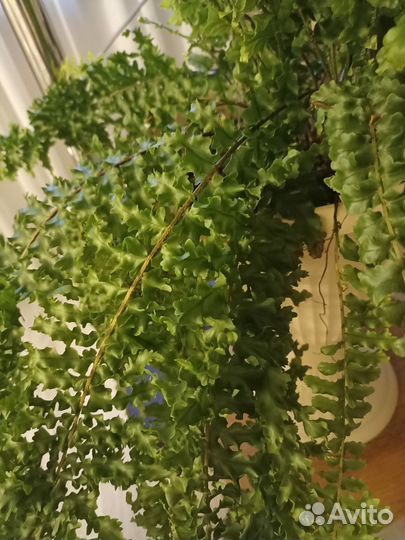 Папоротник нефролепис