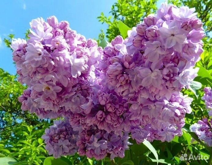 Сирень махРовая