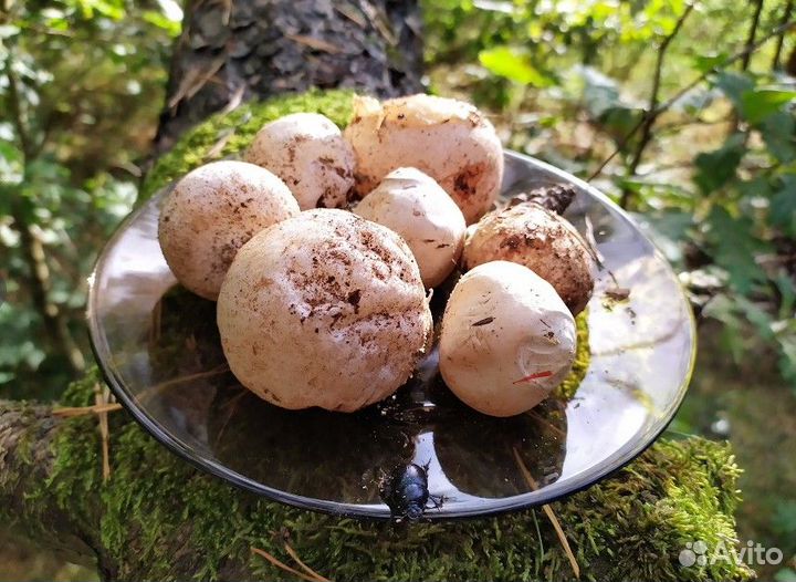 Дары/П Гриб Веселка 