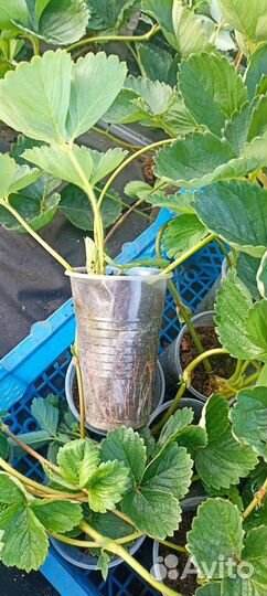 Рассада ремонтантной клубники Кабрилло