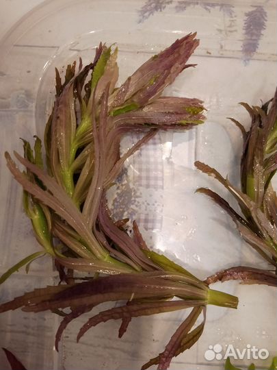 Прополка аквариума