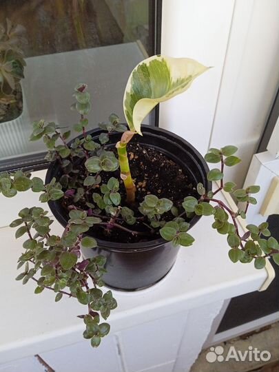 Комнатные растения разные