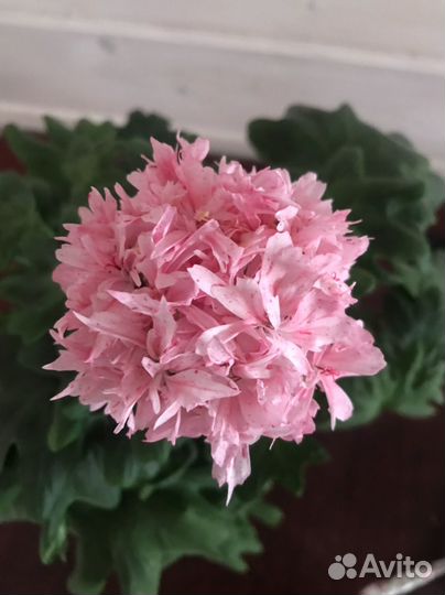 Пеларгония Richard Hodgson