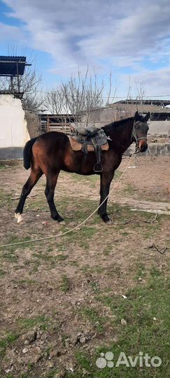 Жеребец 2,3 года