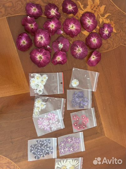 Сухоцветы для творчества