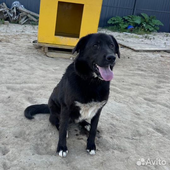 Собака мальчик бесплатно