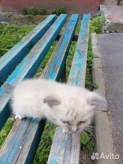 Кошки в добрые руки бесплатно