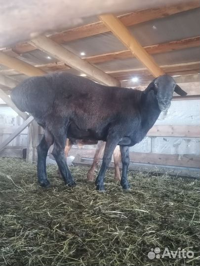 Гисарские бараны