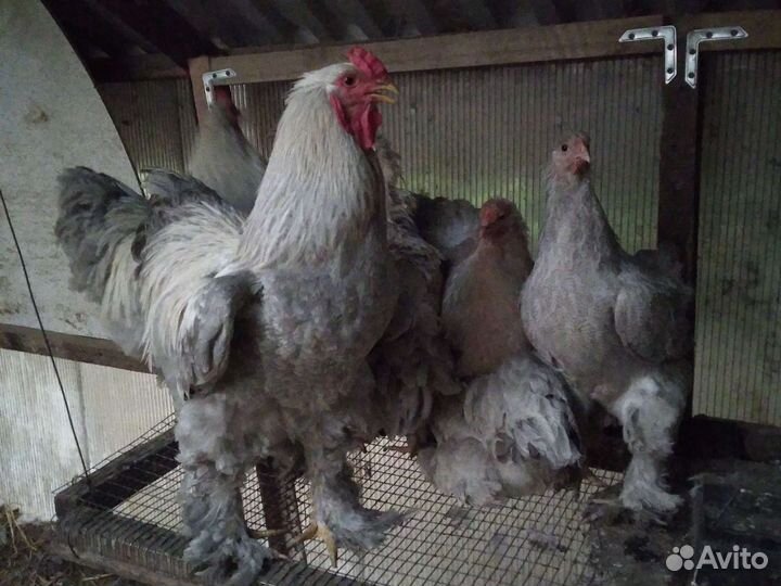 Куры и цыплята Брама Изабелла