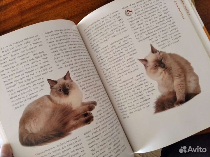 Книга про котиков для детей