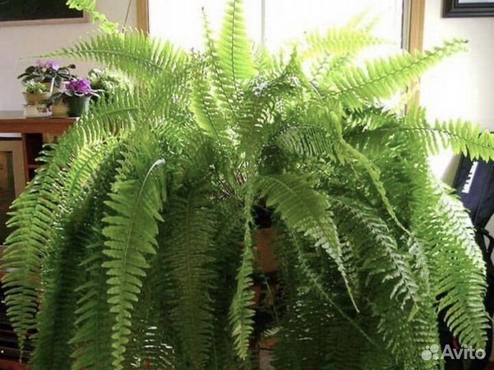 Папоротник