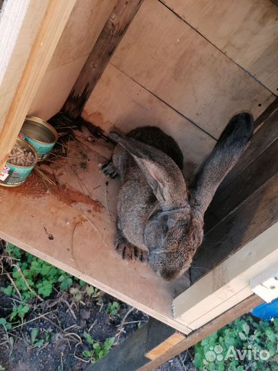 Кролики мясных породы фландер