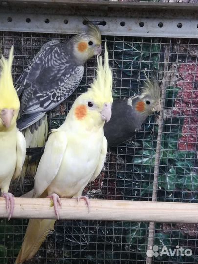 Попугайчики корелла, птенцы и клетка