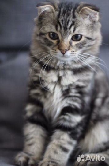 Домашняя передержка животных