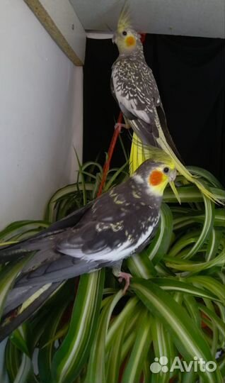 Птенцы попугая корелла и выкормыши