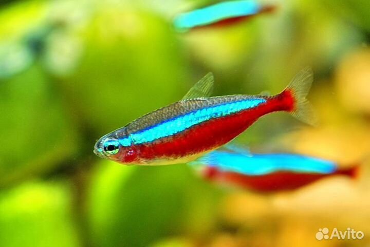 Рыба красный неон, голубой, барбусы