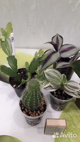 Комнатные растения, 5 шт