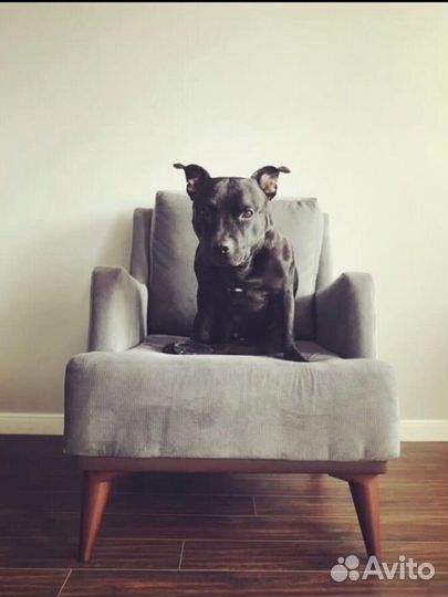 Собака для фотосессии