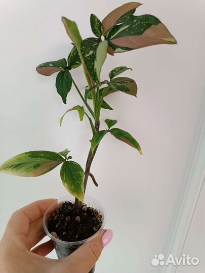 Сингониумы Ред спот триколор, Пинк бьюти лава и др