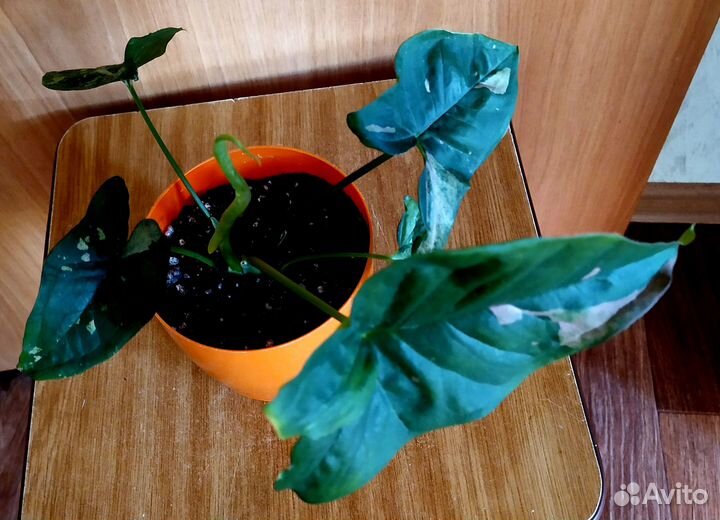 Сингониум. Эсхинантус. Крассула. Седум