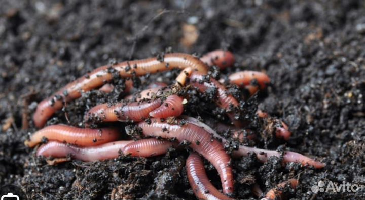 Черви для рыбалки