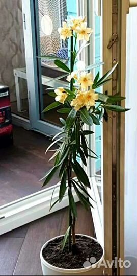 Олеандр крем., персик., бордо, гранат, роз.,желт