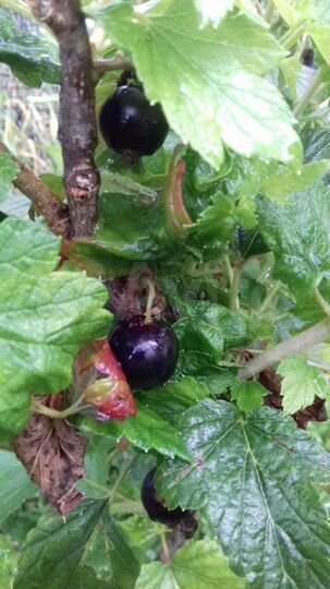 Дача 30 м² на участке 4 сот.