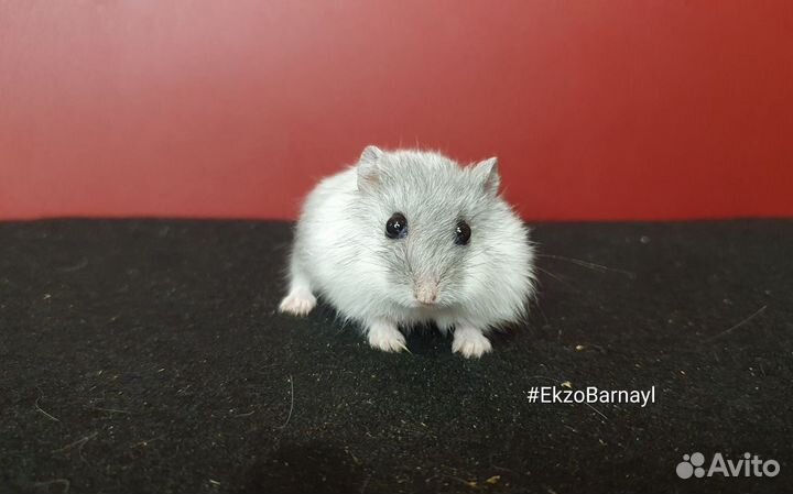 Джунгарский хомяк