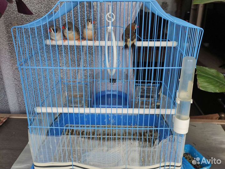 Амадины с клеткой